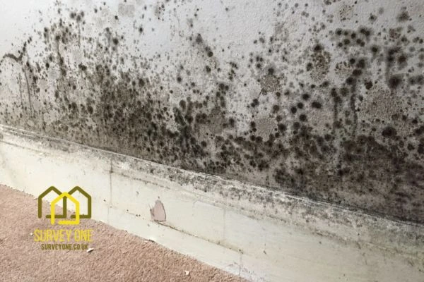 What’s the First Step to Take When You Notice Damp on a Party Wall Maidenhead?
